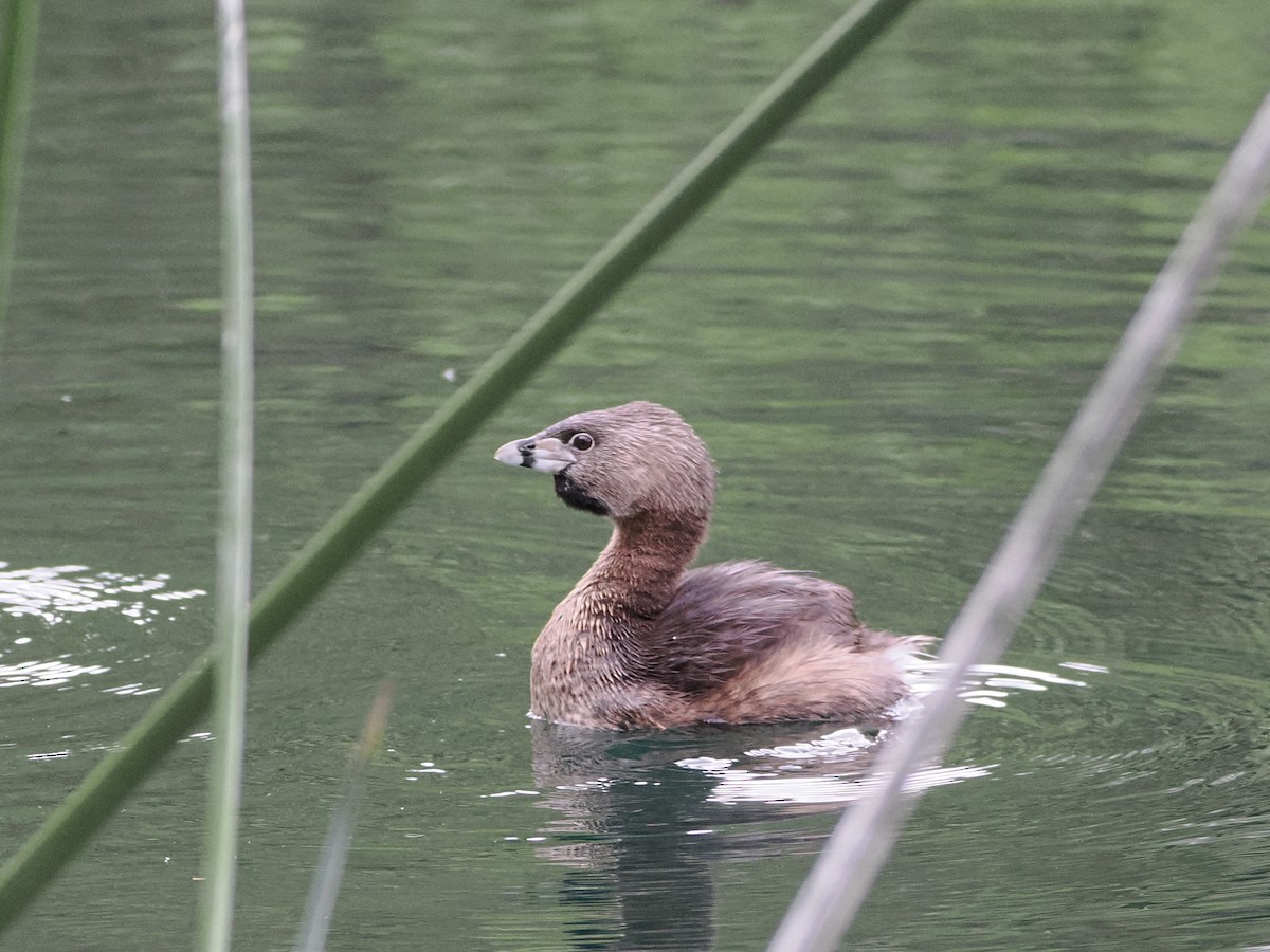 Pied-billed Grebe - ML617372614