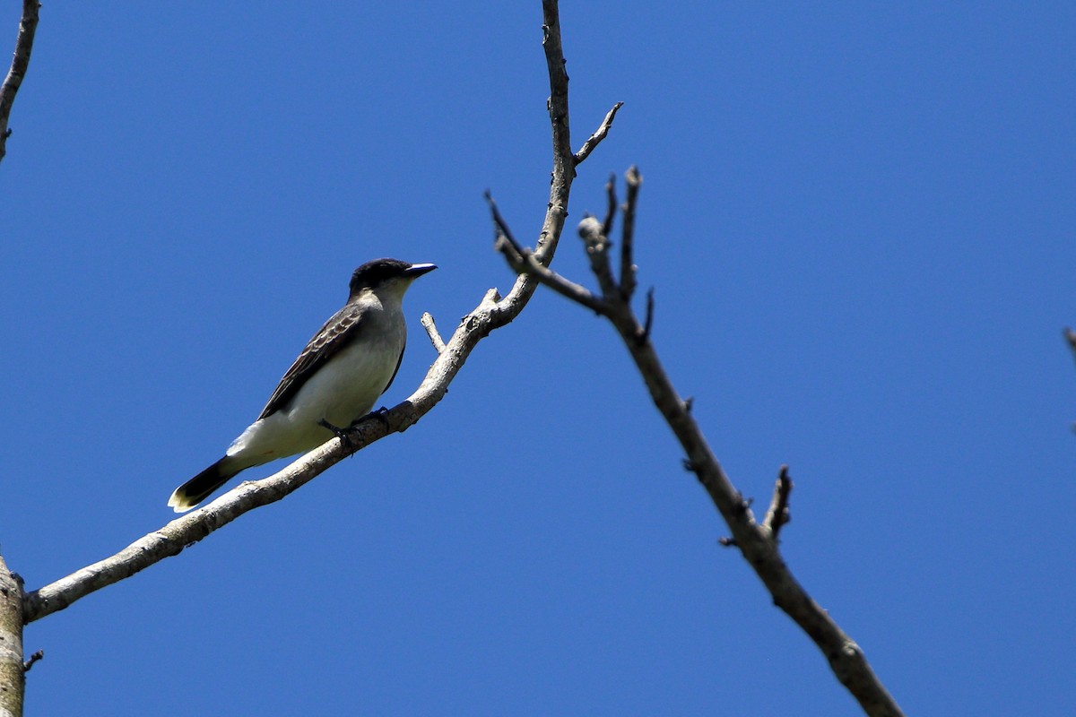 Eastern Kingbird - ML617372640