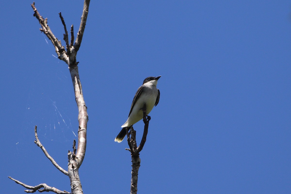 Eastern Kingbird - ML617372641