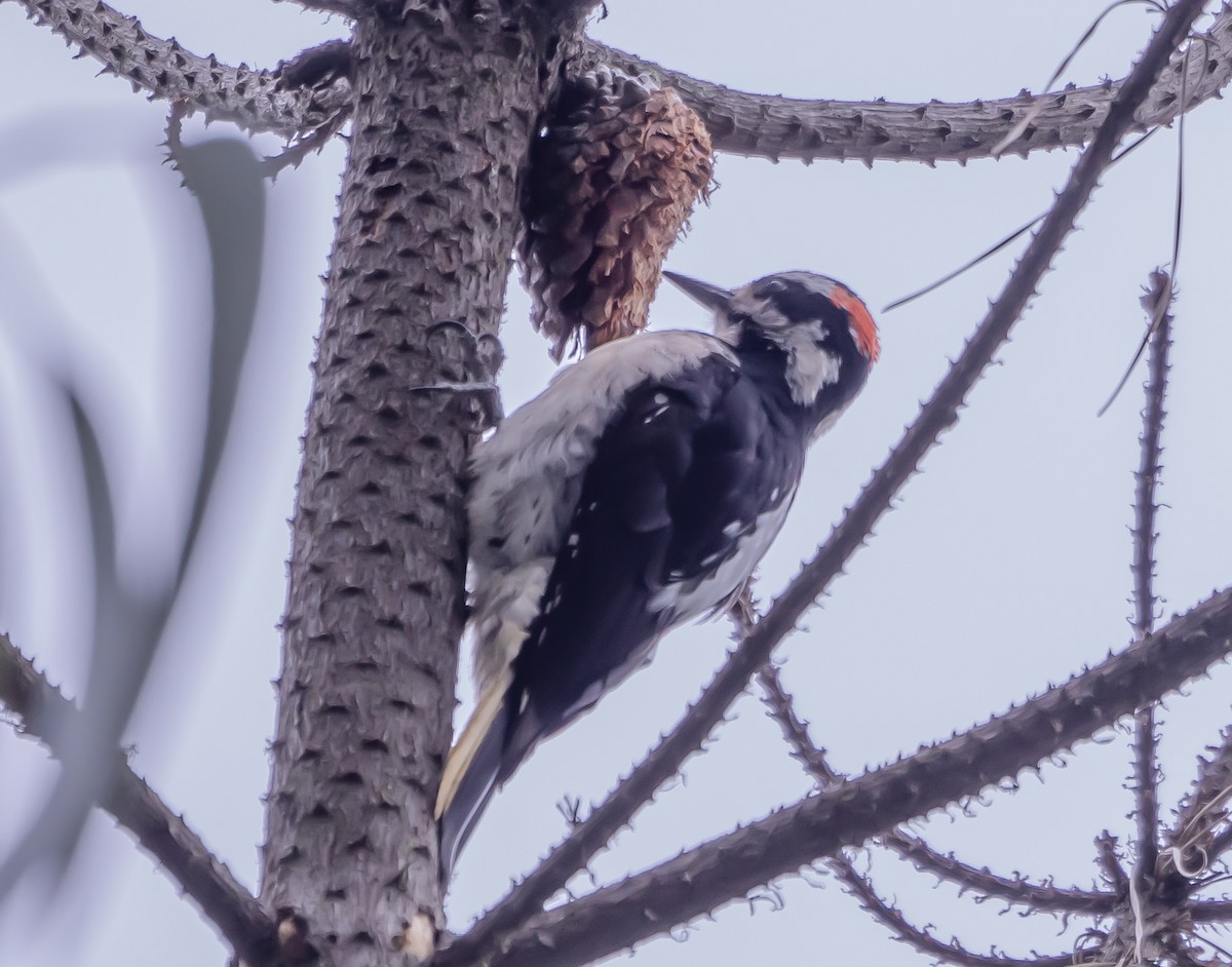 Hairy Woodpecker - ML617372666