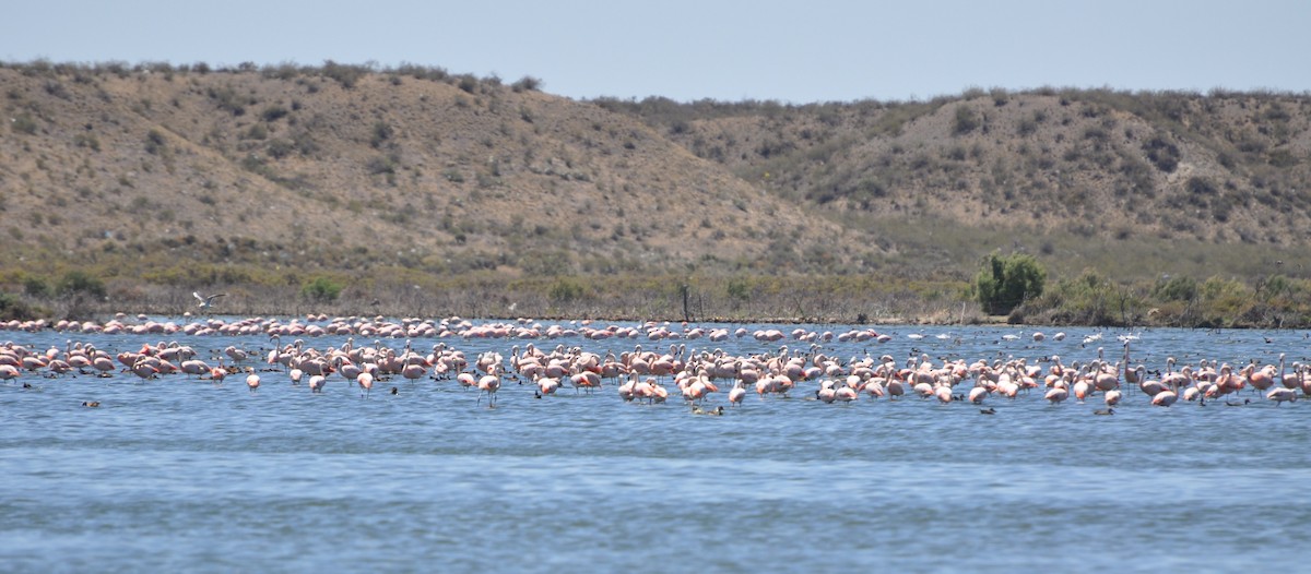 Chilean Flamingo - ML617372713