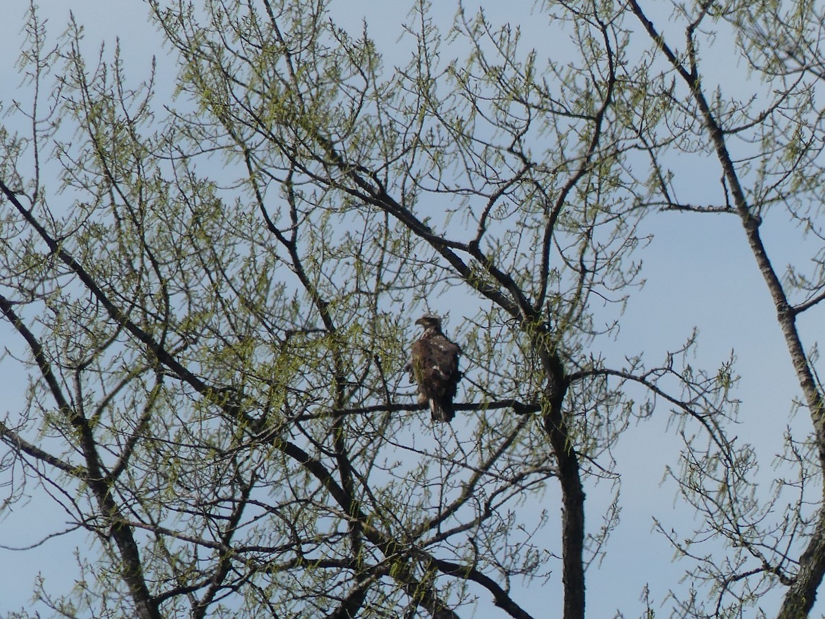 Bald Eagle - ML617372741