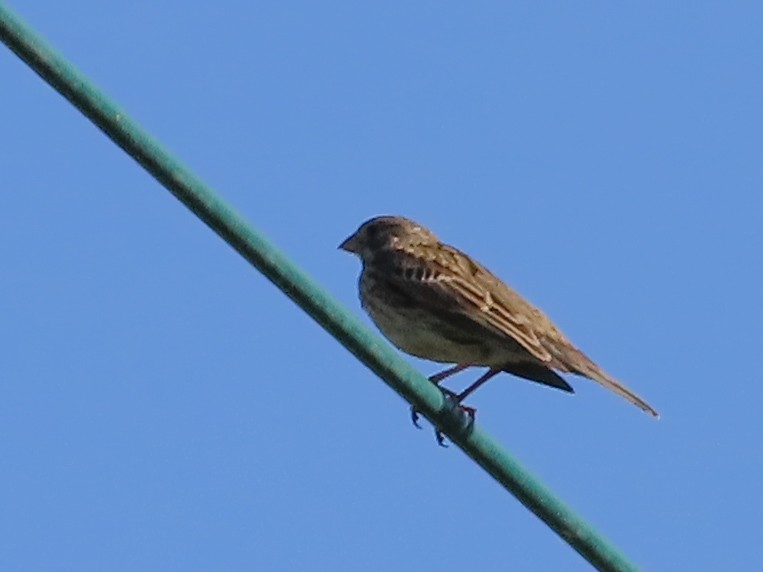 Corn Bunting - ML617372748