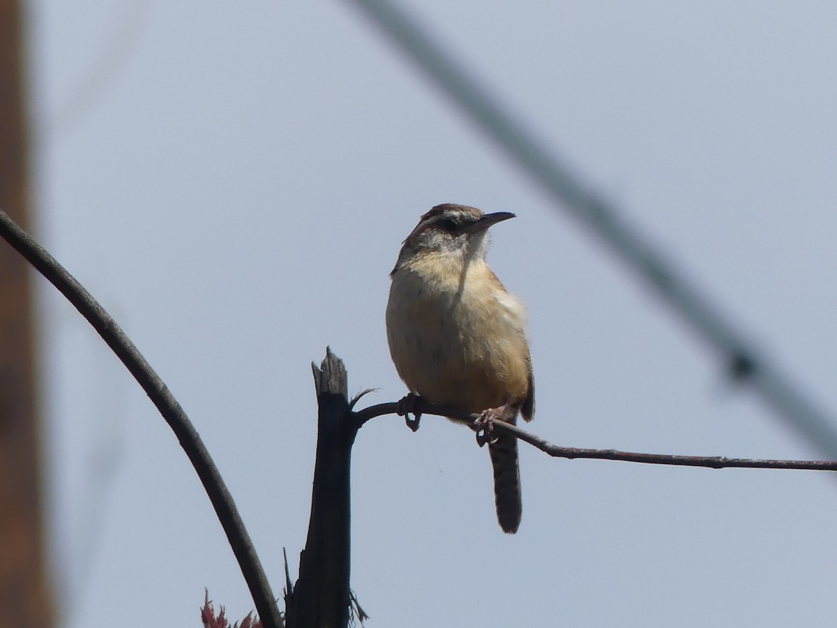 Carolina Wren - ML617372752