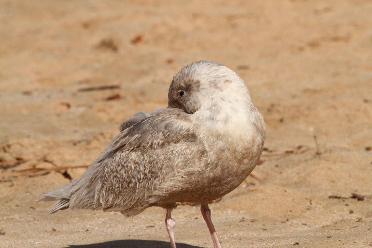 Glaucous-winged Gull - ML617372810