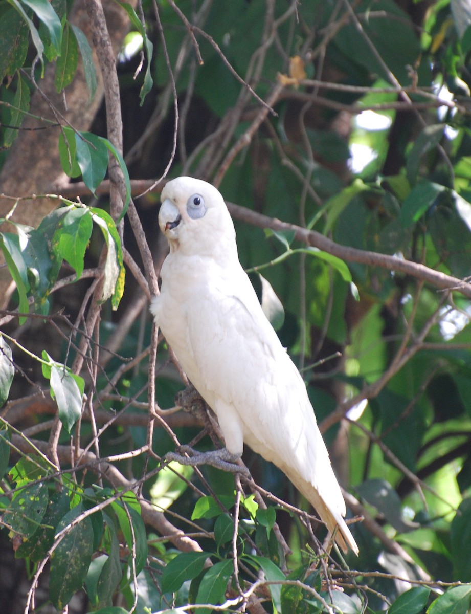 Little Corella - ML617372814