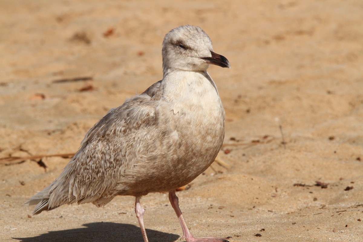 Glaucous-winged Gull - ML617372816