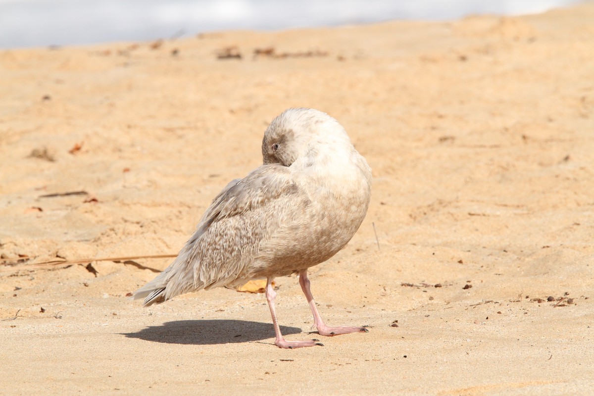 Glaucous-winged Gull - ML617372819