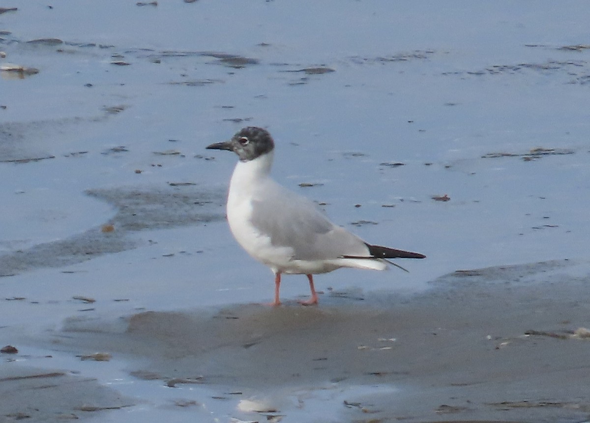 Bonaparte's Gull - Anonymous