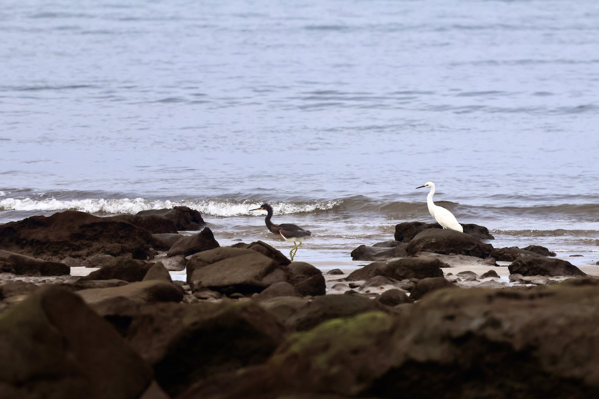 Snowy Egret - ML617372826