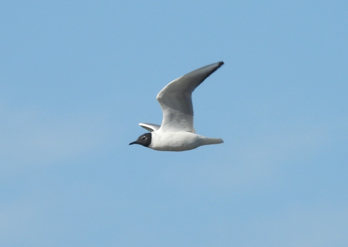 Mouette de Bonaparte - ML617372858