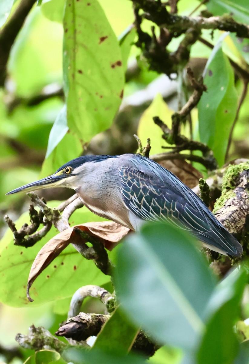 Striated Heron - Debbie Crowley