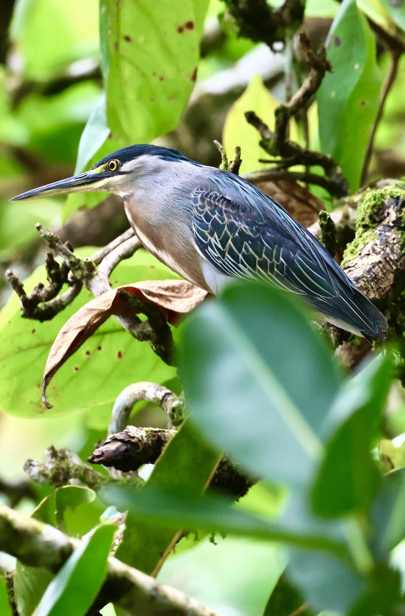 Striated Heron - Debbie Crowley