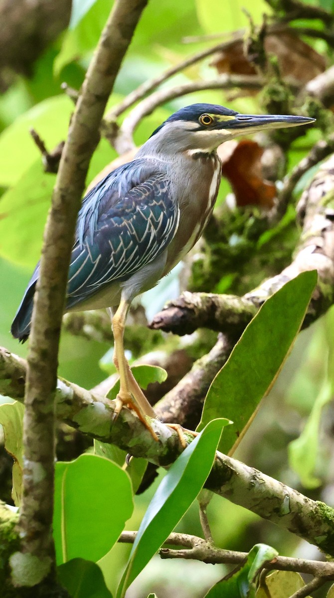 Striated Heron - ML617372879