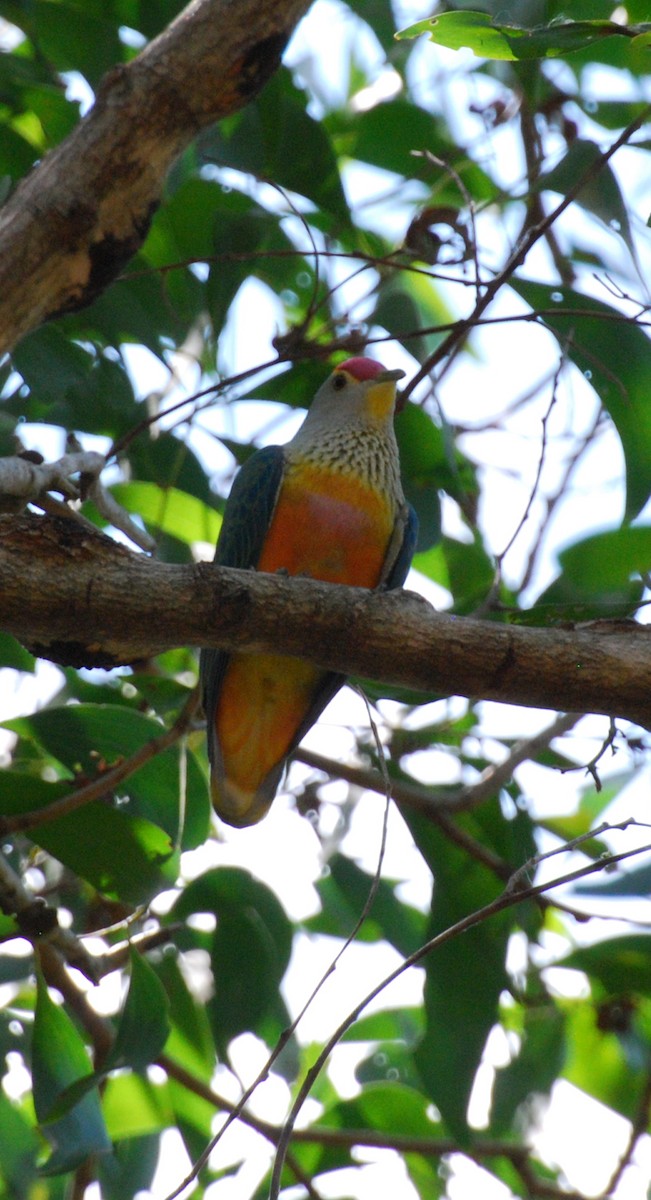 Rose-crowned Fruit-Dove - Ryan Burnett