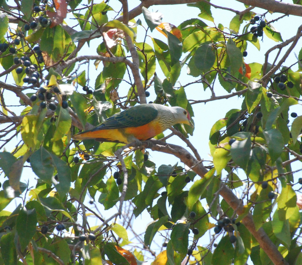 Rose-crowned Fruit-Dove - ML617372902