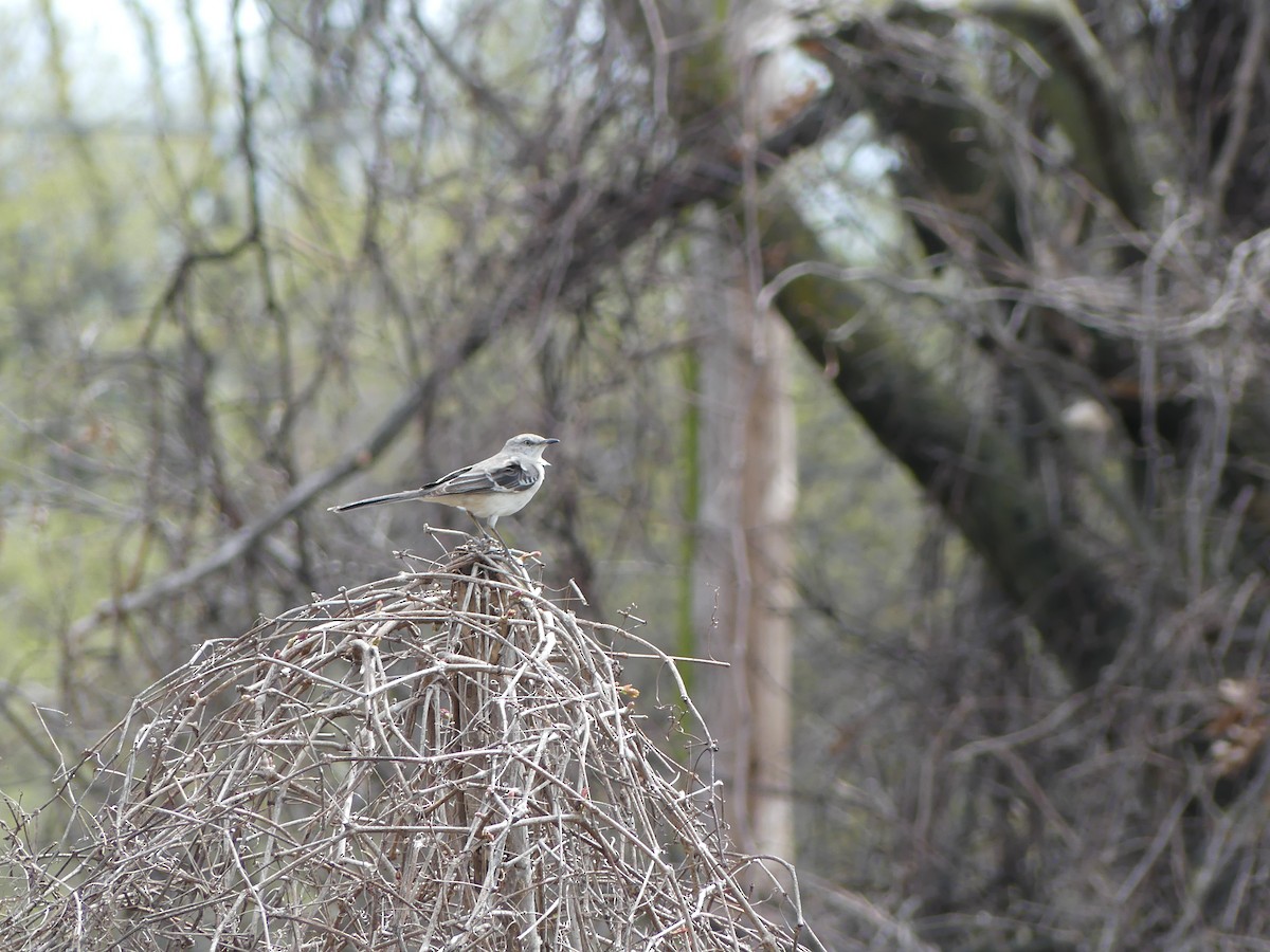 Northern Mockingbird - ML617372922