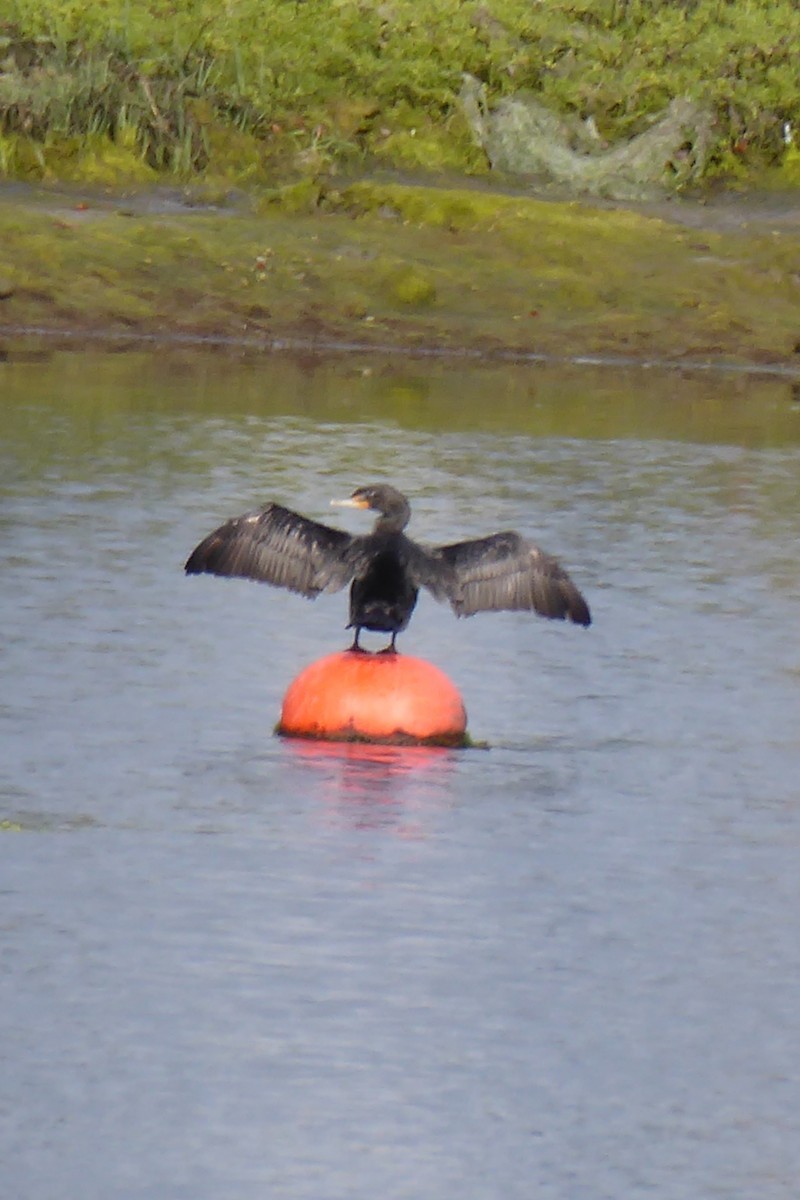 Cormoran à aigrettes - ML617372935