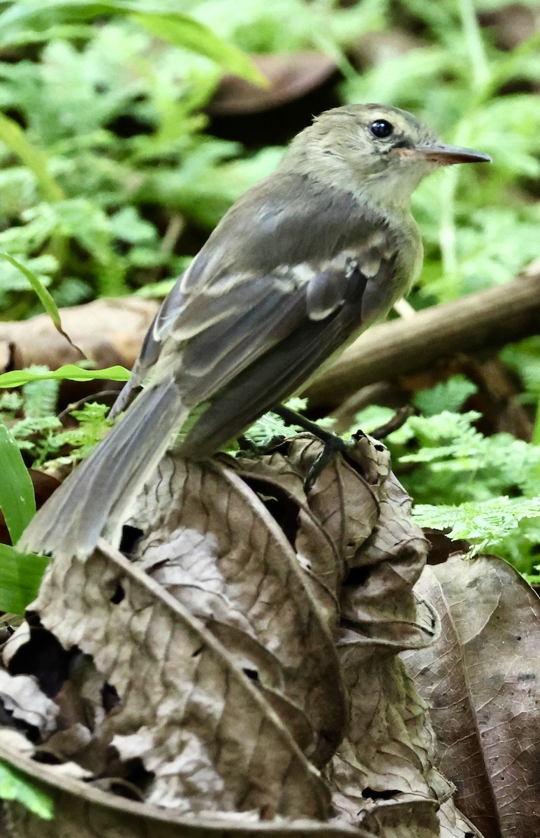 Cocos Tyrannulet - Debbie Crowley