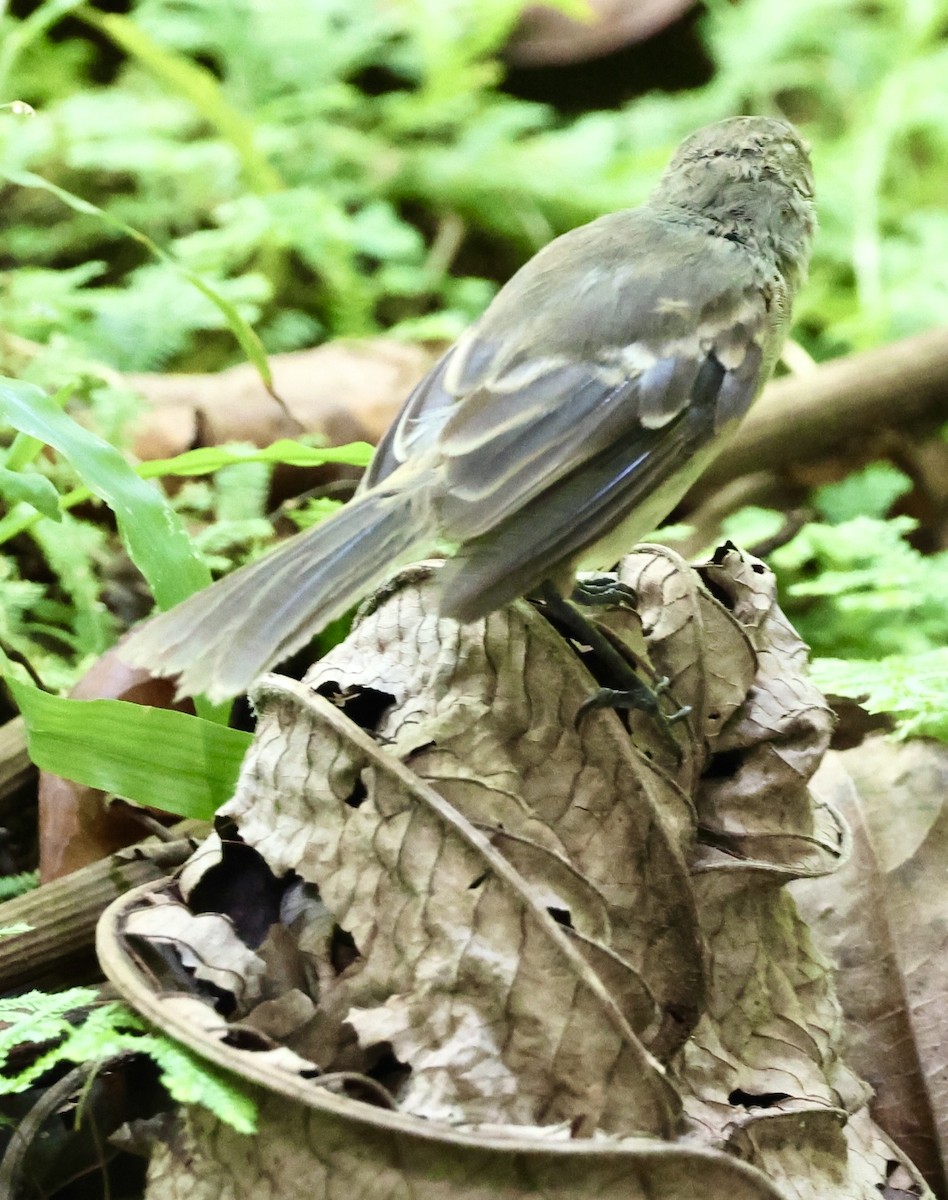 Cocos Tyrannulet - Debbie Crowley