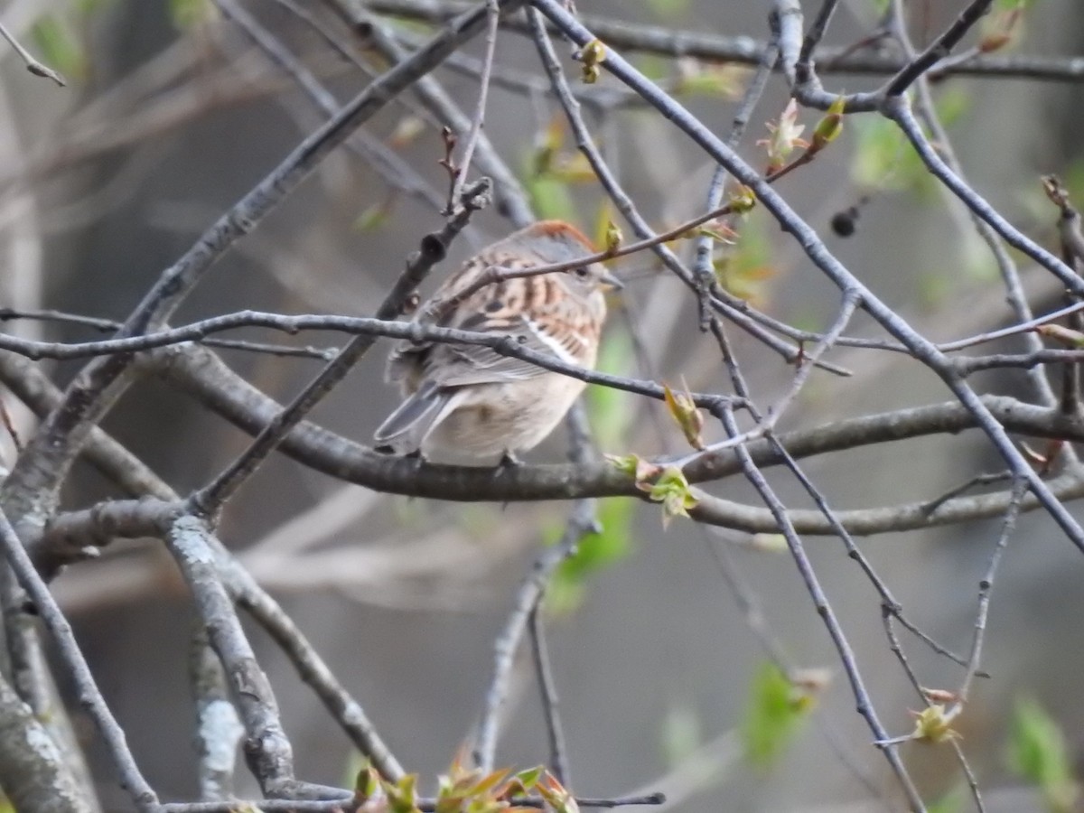 American Tree Sparrow - ML617372966