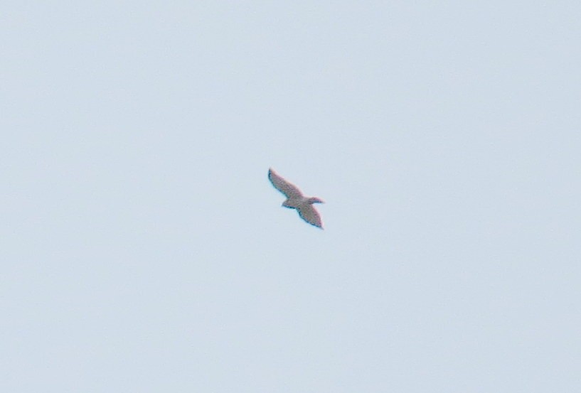 Broad-winged Hawk - Sergey Pavlov