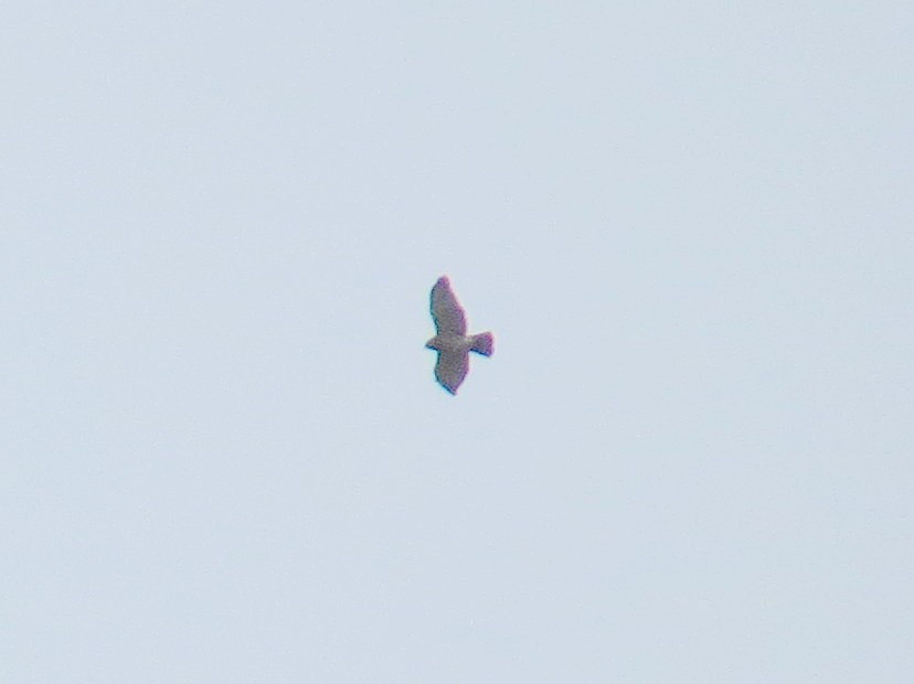 Broad-winged Hawk - Sergey Pavlov