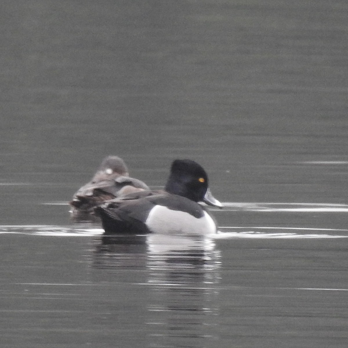 Ring-necked Duck - ML617373003