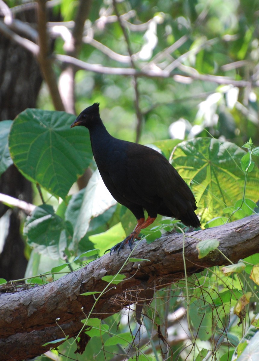 Orange-footed Megapode - ML617373013