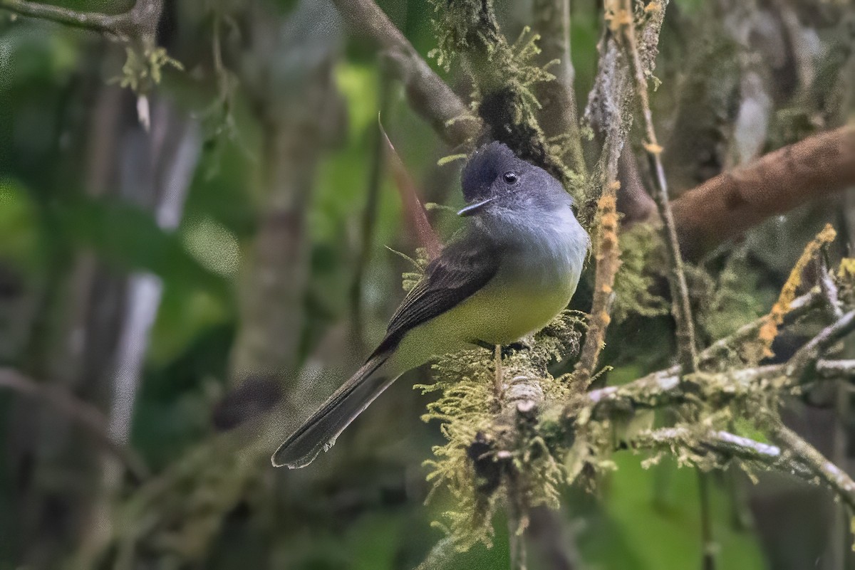 Dusky-capped Flycatcher - ML617373015