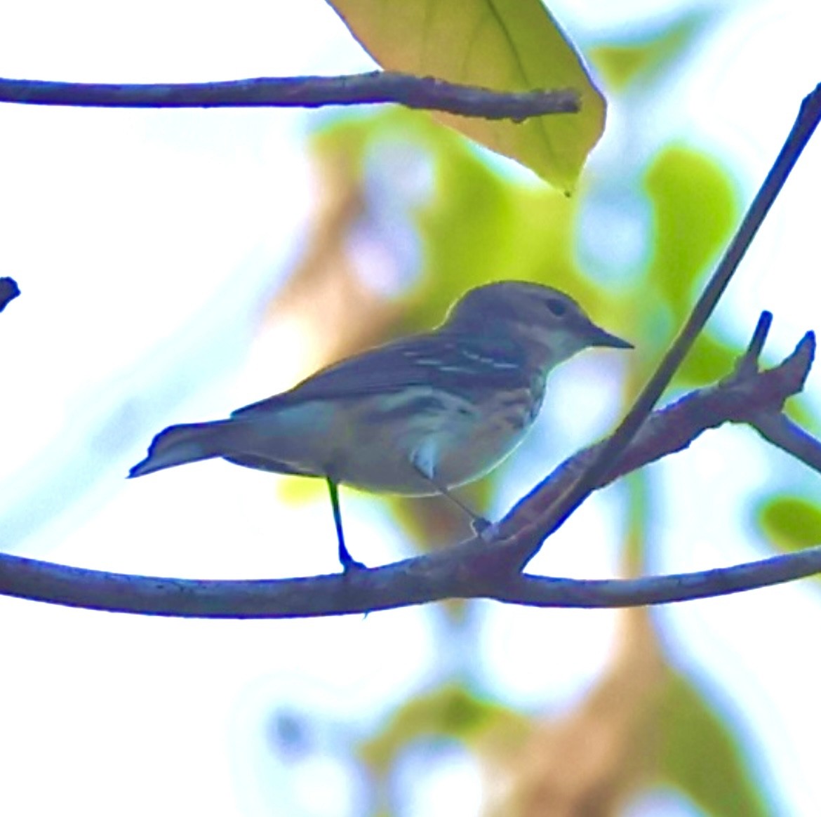 Yellow-rumped Warbler - Debbie Crowley