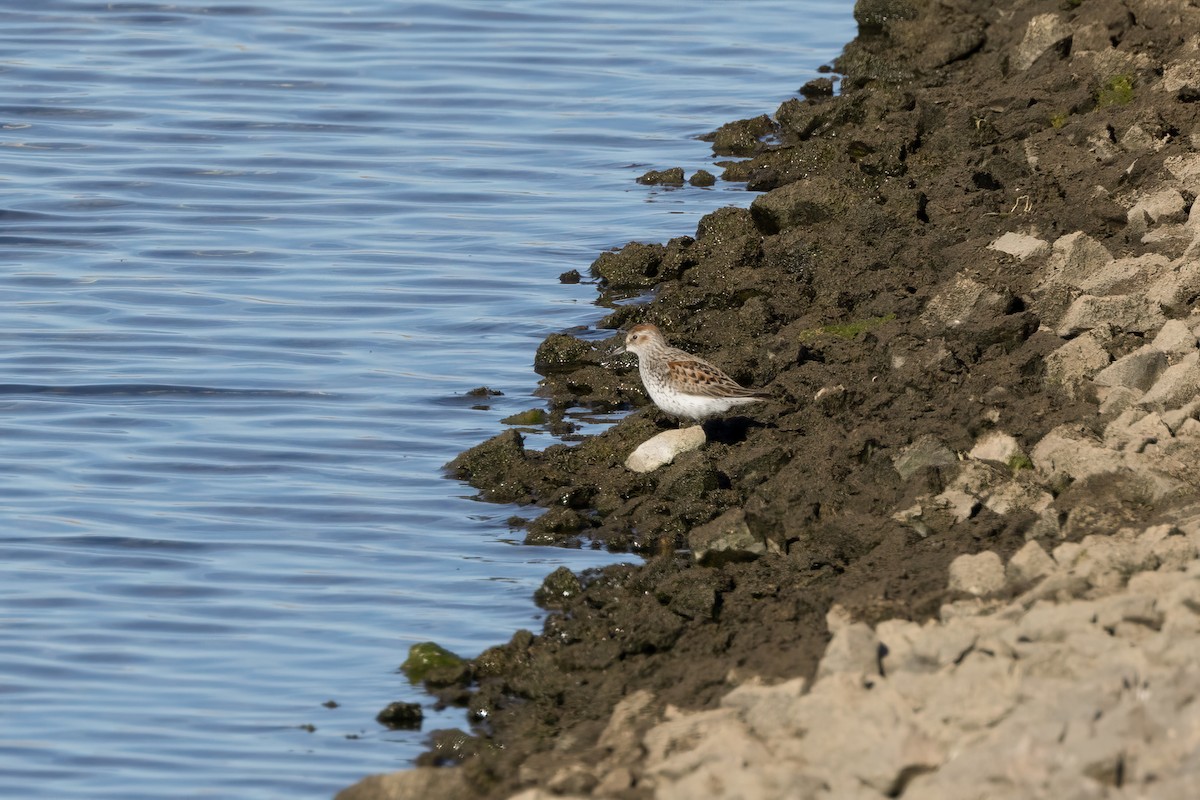 Western Sandpiper - ML617373043