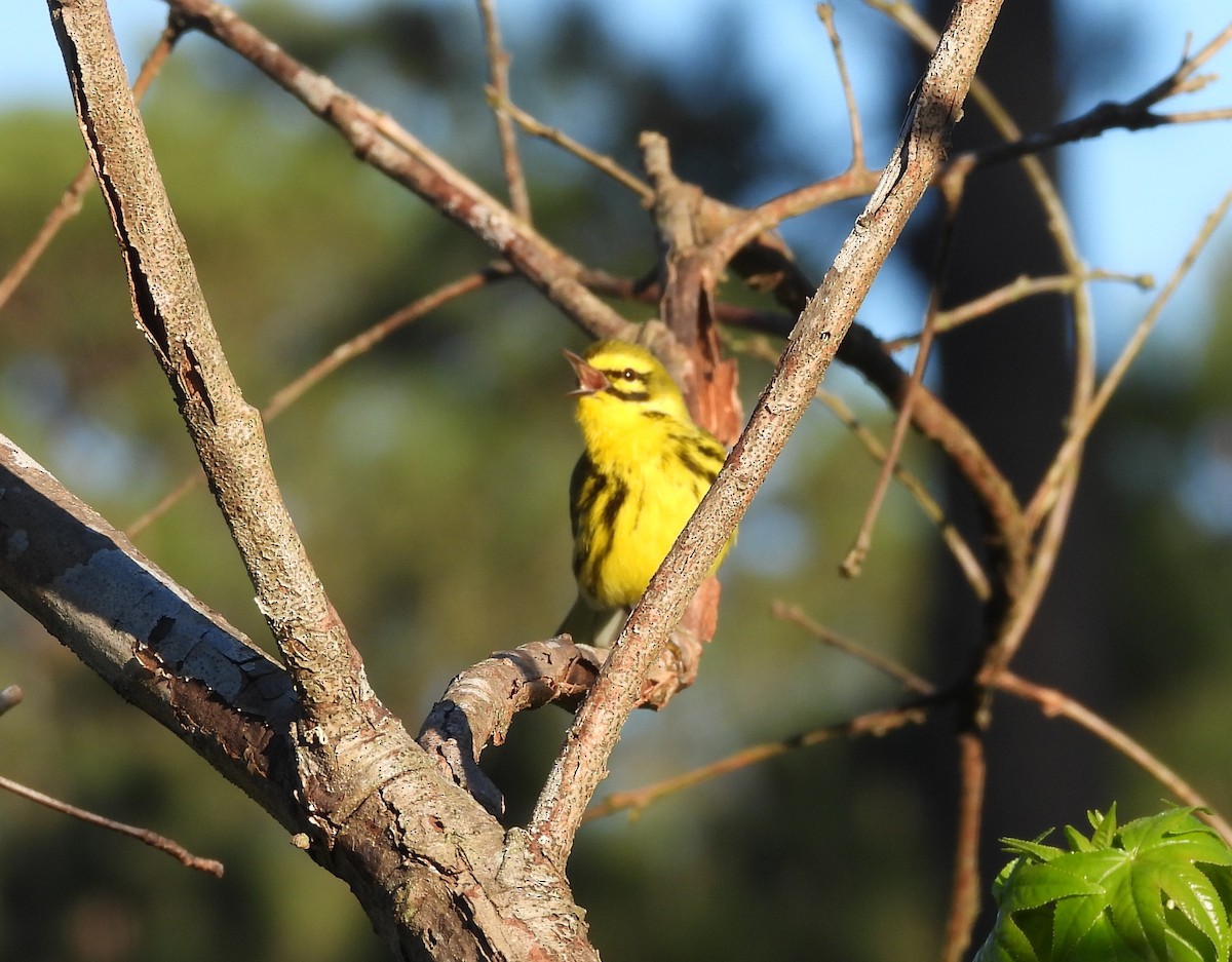 Prairie Warbler - Mark DiGiovanni