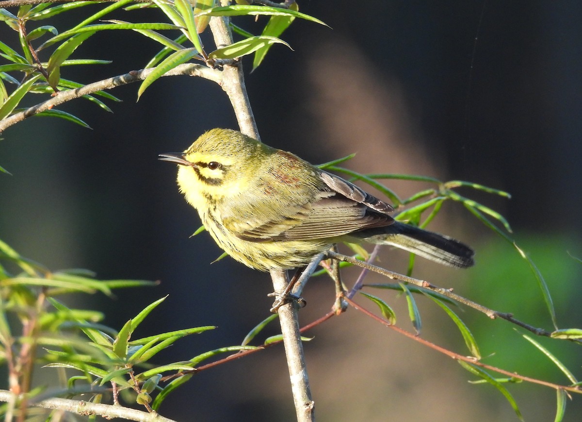 Prairie Warbler - ML617373083