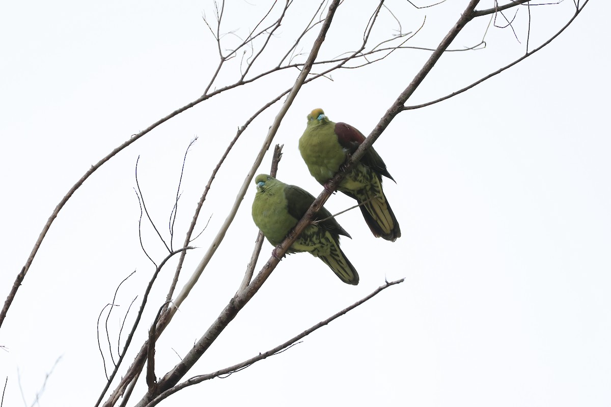 Whistling Green-Pigeon - 敬昇 陳
