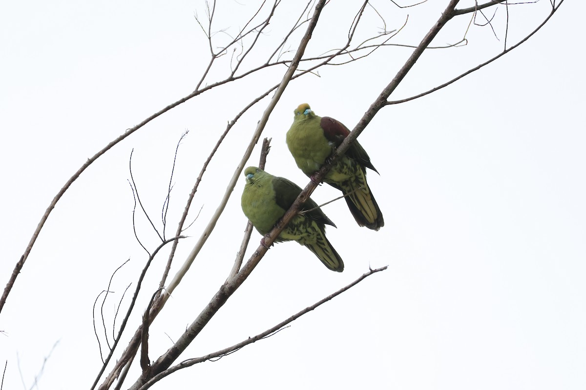 Whistling Green-Pigeon - 敬昇 陳