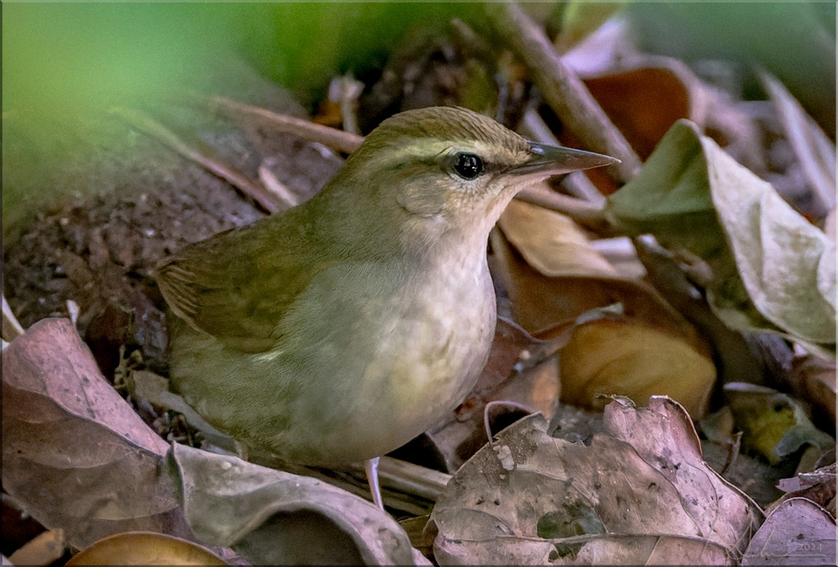 Swainsonwaldsänger - ML617373143