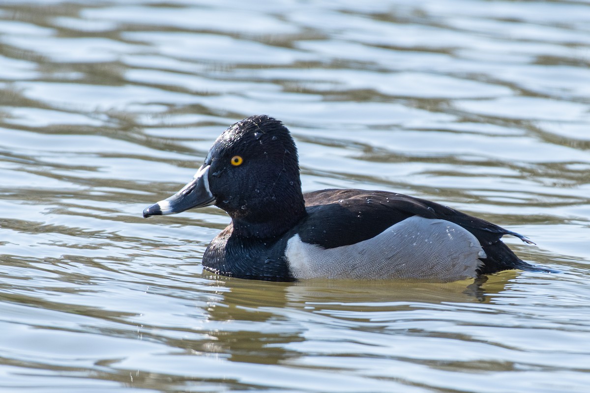 Ring-necked Duck - ML617373151