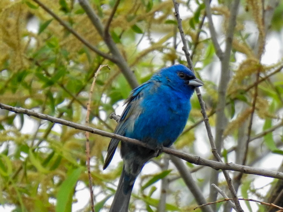 Indigo Bunting - Randy James