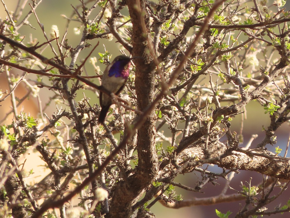 Lucifer Hummingbird - Richard Petersen