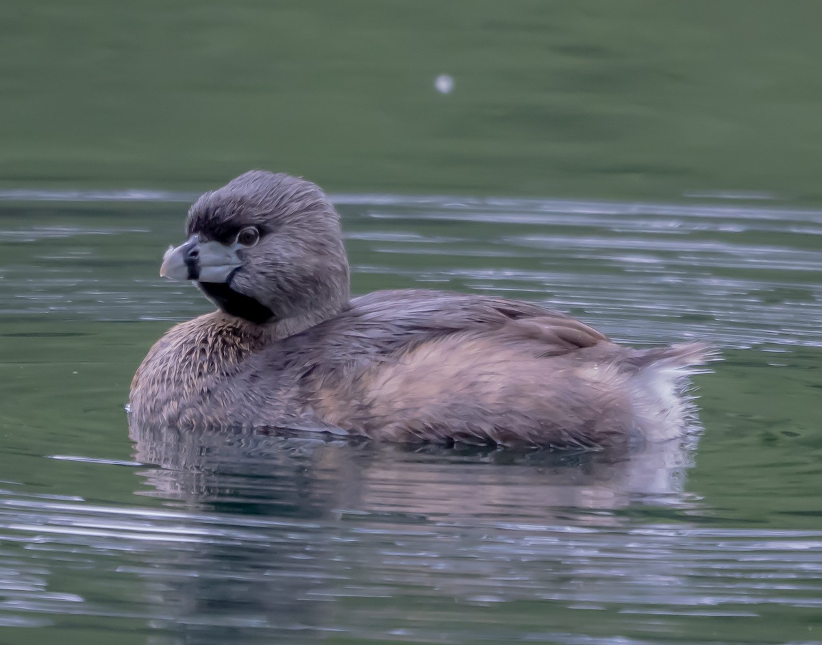 Pied-billed Grebe - ML617373177