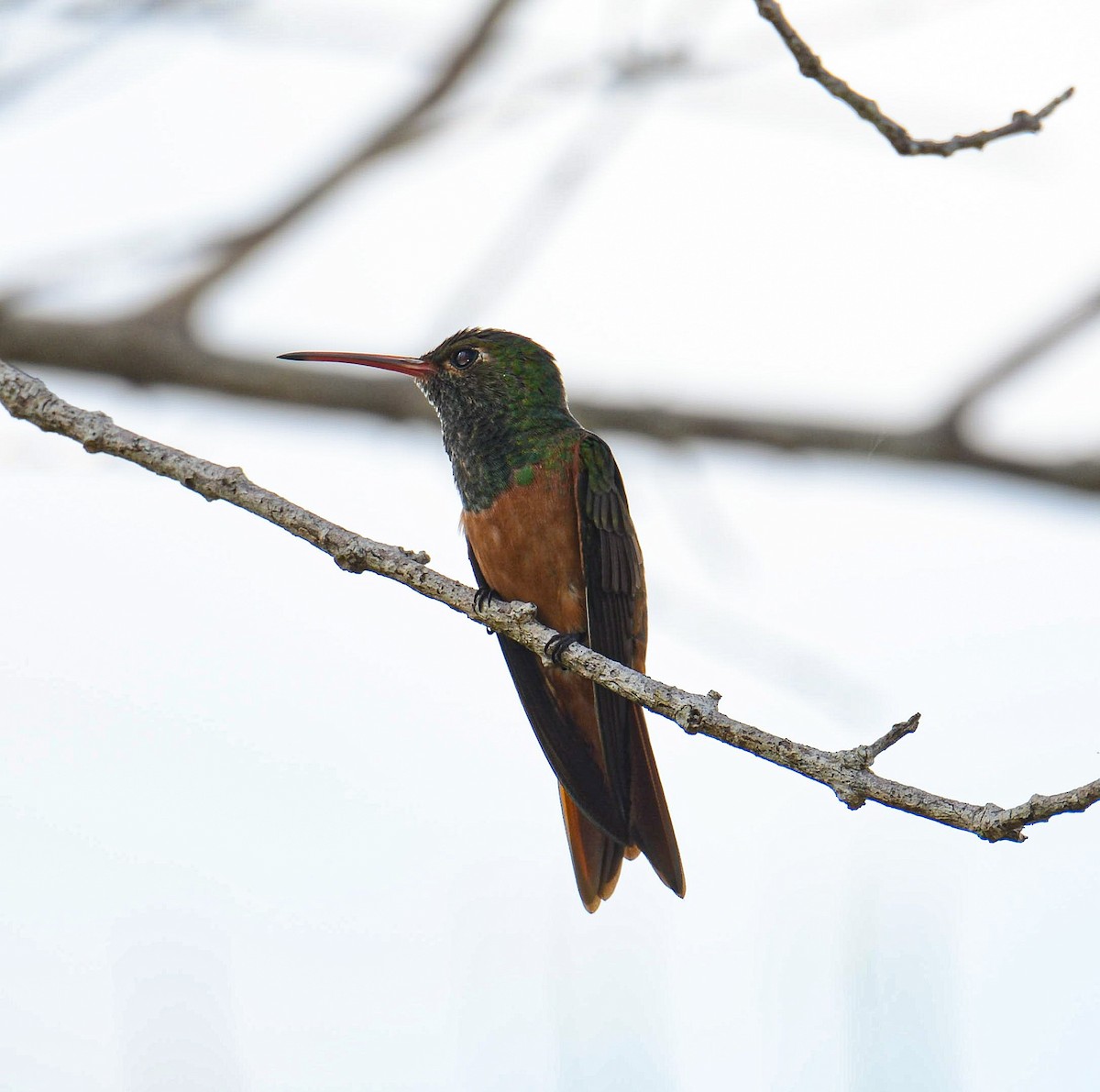 kolibřík yukatanský - ML617373203