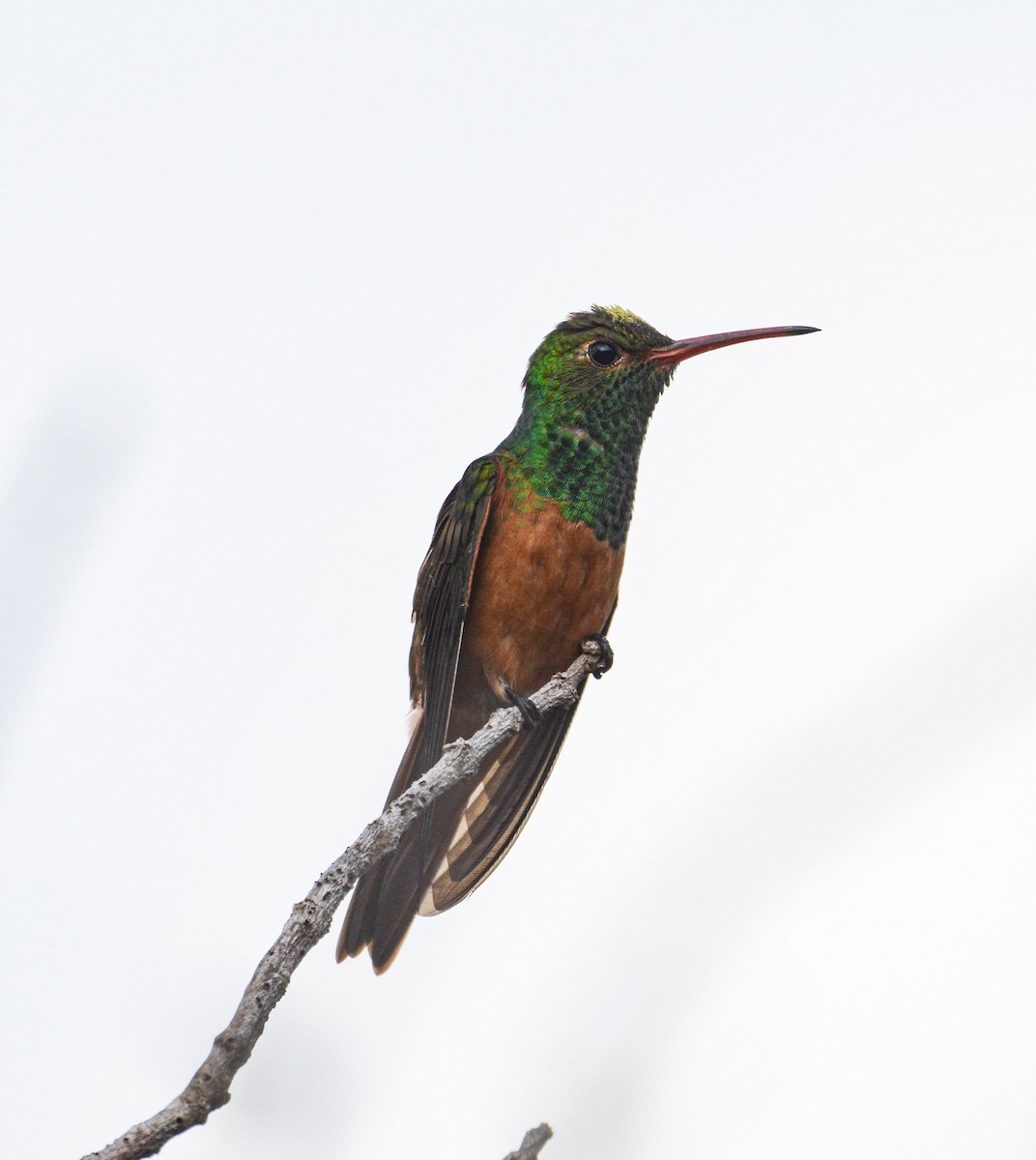 kolibřík yukatanský - ML617373204