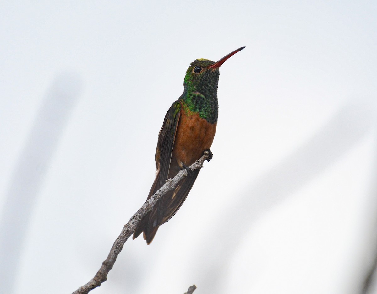 kolibřík yukatanský - ML617373205