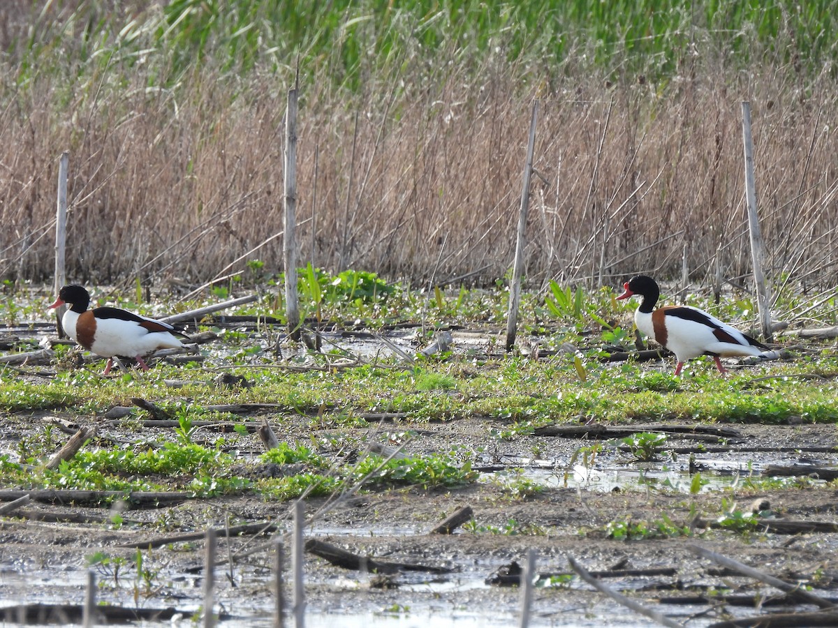 Common Shelduck - Peter Koleszar