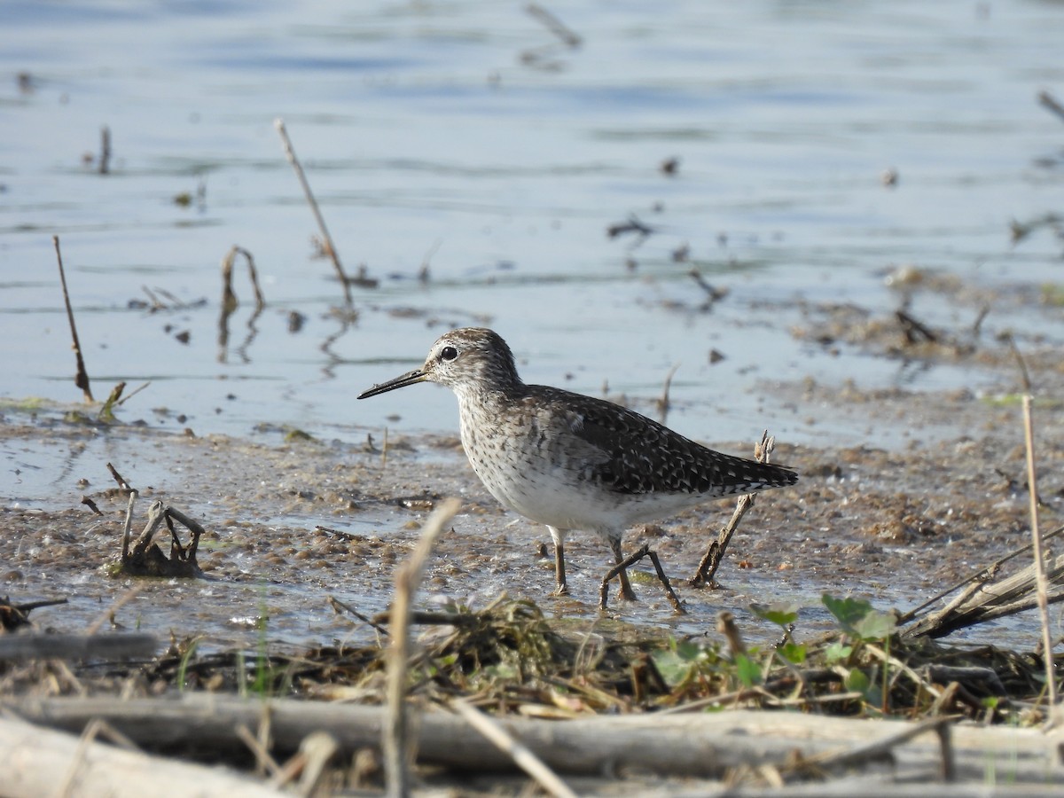 Wood Sandpiper - ML617373212