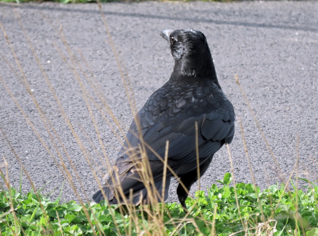 Corneja Negra - ML617373238