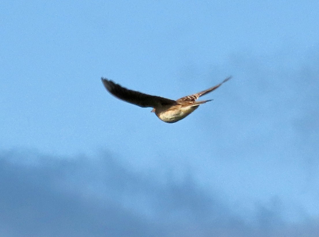 Eurasian Skylark - ML617373274