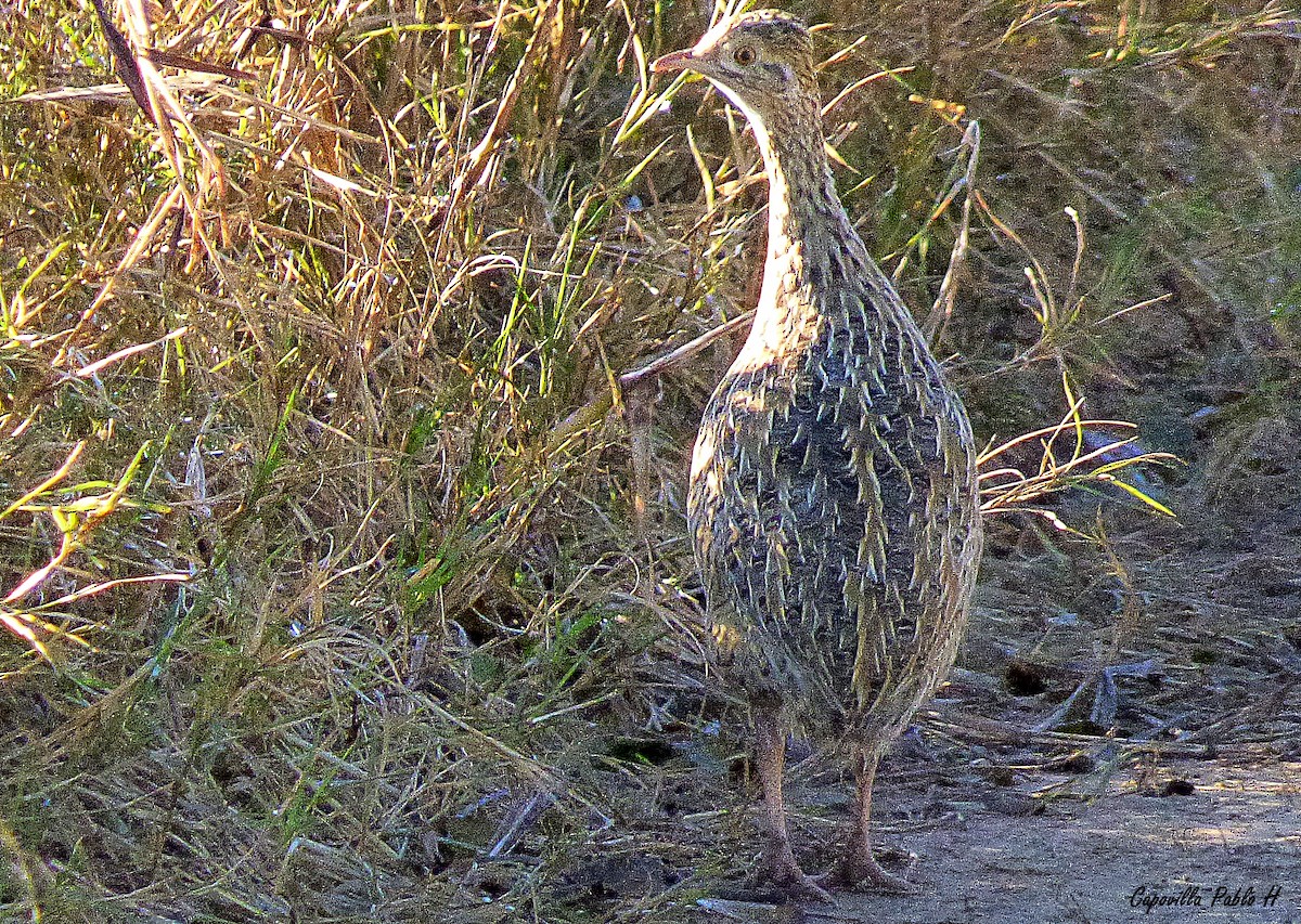 Tinamou tacheté - ML61737331