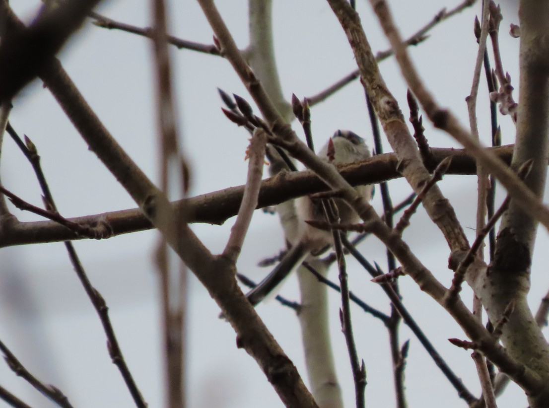 Long-tailed Tit - Brian Carruthers